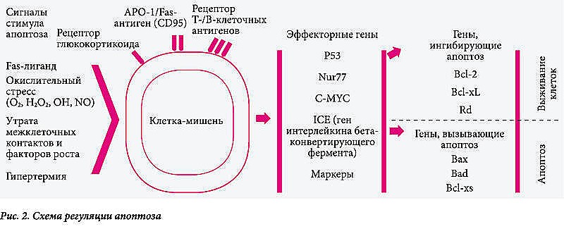 Механизмы и эффективность регуляции апоптоза препаратом ВИФЕРОН-3