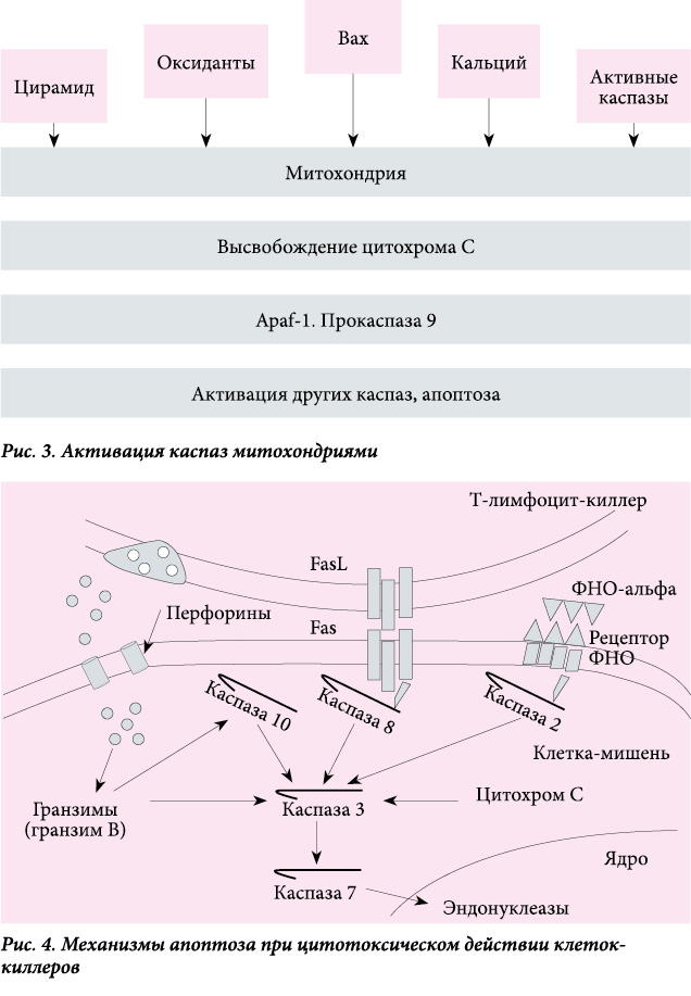 Механизмы и эффективность регуляции апоптоза препаратом ВИФЕРОН-5