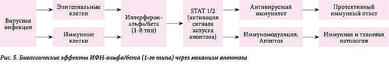 Механизмы и эффективность регуляции апоптоза препаратом ВИФЕРОН-7