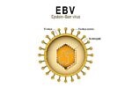 Эпштейн Барр вирусная инфекция Эпштейн Барр вирусная инфекция